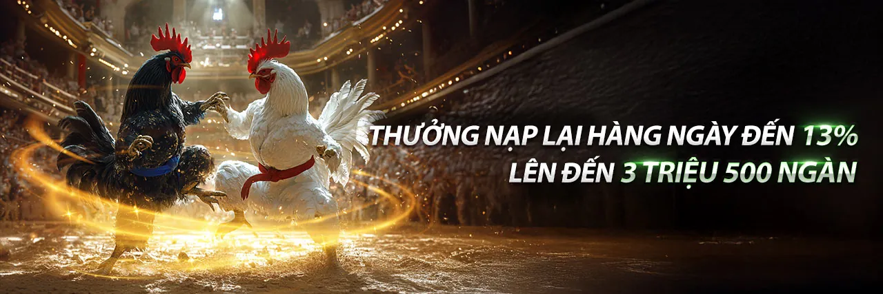 Đấu trường đá gà với hai chiến kê đang giao đấu